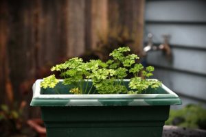 apartment gardening