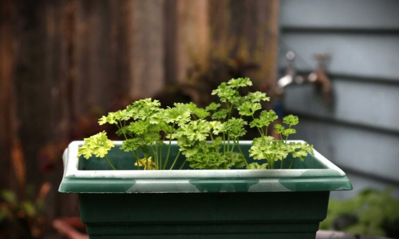 apartment gardening